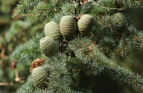 Why Cedar Wood is Good for Storing Cigars?